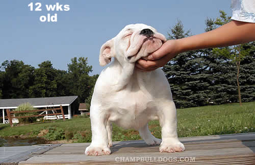 English bulldog